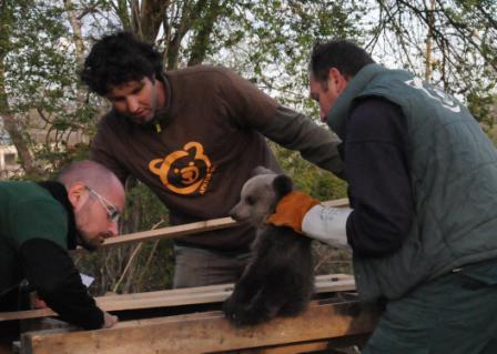 Το αρκουδάκι δέχεται την  φροντίδα των ειδικών επιστημόνων 