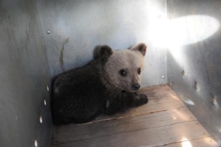 το αρκουδάκι τρομαγμένο μόλις εχει δεχθεί τις πρώτες βοήθειες απο τον Αρκτούρο