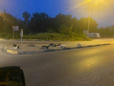 Αγέλες αδέσποτων στην δυτική είσοδο της Κοζάνης απειλή για ποδηλάτες και πεζούς.  Καταγγελία αναγνώστη του vetonews