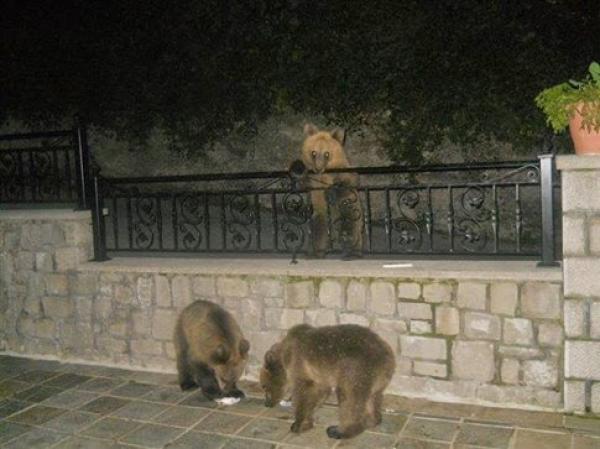 Εντυπωσιακό! Τρία αρκουδάκια βολτάρουν στο Μέτσοβο! (φωτο)