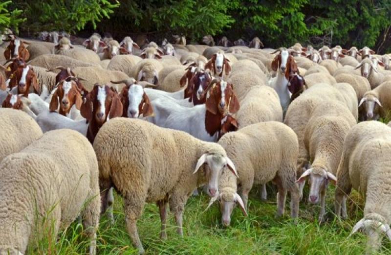 ΥΠΑΑΤ: Απαγόρευση μετακινήσεων ζώων λόγω της ευλογιάς των προβάτων