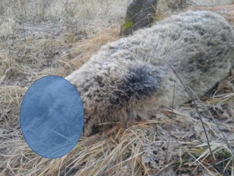 Ακρωτηριαμένη και δηλητηριασμένη αρκούδα στο Πυλωρί Γρεβενών