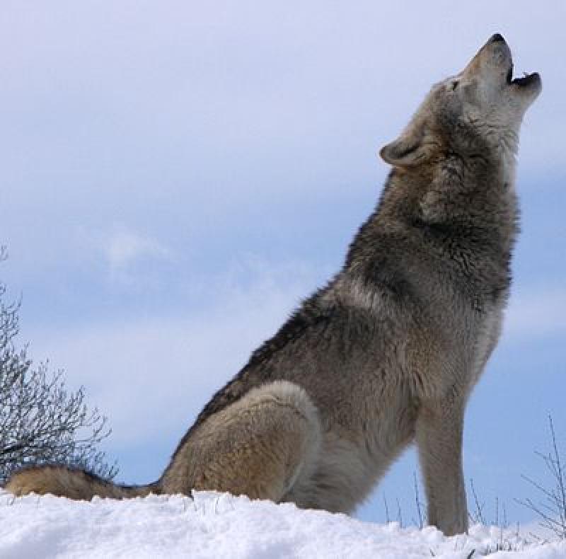 Παρακολούθηση απο την δασική υπηρεσία και τον Αρκτούρο της οικογένειας λύκων που έχει βρει καταφύγιο σε ρέμα πλησίον της Κοζάνης