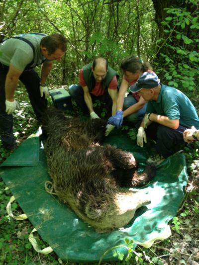 Νέο τροχαίο με αρκούδα τα ξημερώματα στην Εγνατία στα Γρεβενά