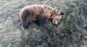 Νεκρό αρκουδάκι εντοπίστηκε στο ύψος της τοποθεσίας «Κλειδί» Αμυνταίου