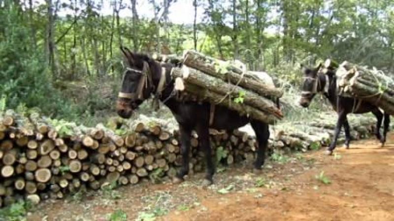 Αναλγησία σε βάρος των κατοίκων των ορεινών Γρεβενών, Επίθεση της Ζεμπιλιάδου στον Γραμματέα Αποκεντρωμένης Β. Μιχελάκη για το θέμα των καυσόξυλων