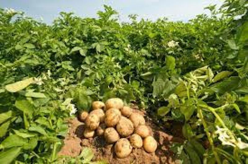 Στάθης Κωνσταντινίδης:«Πήρε ΦΕΚ η ειδική ενίσχυση για την καλοκαιρινή και φθινοπωρινή πατάτα»