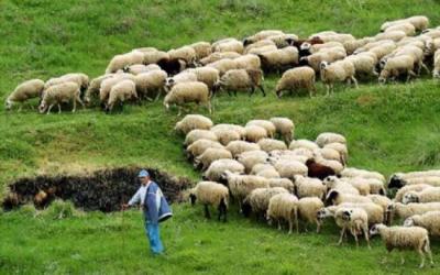 Τι να γνωρίζουν οι κτηνοτρόφοι για την νόσο καταρροϊκού πυρετού που προσβάλει τα πρόβατα