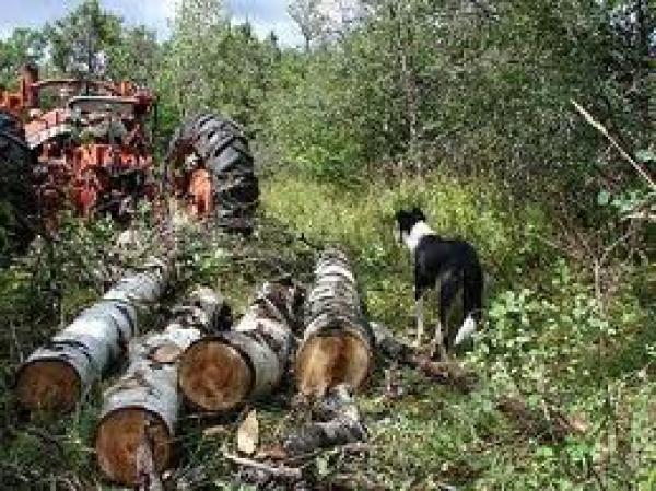 Με τα &quot;πριόνια&quot; οι λαθροϋλοτόμοι στο Γράμμο