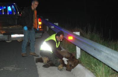 Τροχαίο με αρκούδα –Απαραίτητα πρόσθετα μέτρα ασφαλείας για τον άξονα ΚΑ45