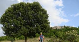 Φράξος ή μελία και το ρόπαλο του Ηρακλή | του Αθανάσιου Καλλιανιώτη*