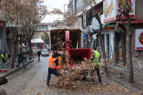 Η κατακρεούργηση των δέντρων | Του Ν. Χ. Κούρτη