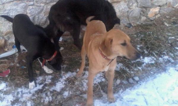 Έκκληση για υιοθέτηση σκύλων προς τους Φιλόζωους της Σιάτιστας καλεί ο δήμος Βοΐου