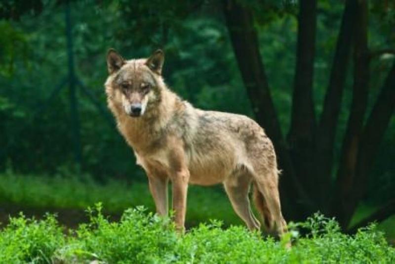 Λήψη μέτρων και άμεσες ενέργειες για τα περιστατικά εμφάνισης  λύκων  στα περίχωρα της Κοζάνης