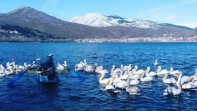 Αυξημένα μέτρα για την αποτροπή μετάδοσης της νόσου των πτηνών μετά το κρούσμα σε πελεκάνο της λίμνης Καστοριάς