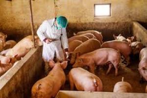 Συναγερμός στις κτηνιατρικές υπηρεσίες Κοζανης για την &quot;Αφρικανική Πανώλη του Χοίρου&quot;
