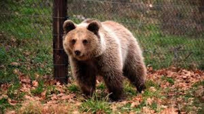 Προληπτικά μέτρα αποφυγής περιστατικών  προσέγγισης ανθρώπου-αρκούδας στο Εμπόριο Εορδαίας