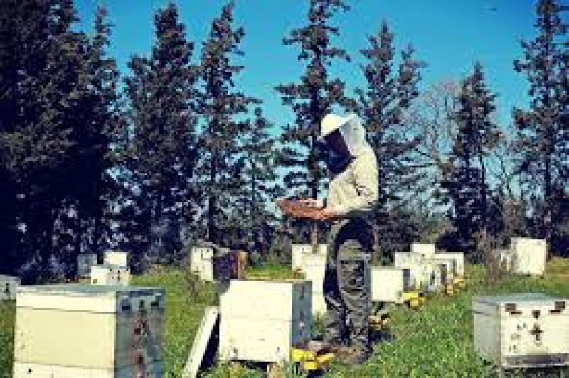 Μελισσοκομικός Σύλλογος Κοζάνης: Ταχύρρυθμη εκπαίδευση μελισσοκόμων για το  2019