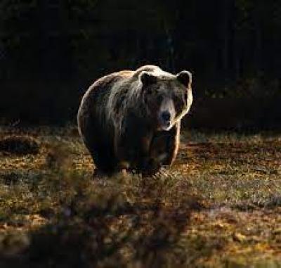 Σκοτώνουν τις αρκούδες όταν σκοτώσουν; |του Νίκου Σαραντάκου