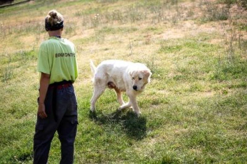 Μαθήματα ελληνικής γλώσσας και πολιτισμού σε αλλοδαπούς εθελοντες  ου ΑΡΚΤΟΥΡΟΥ από το ΠΕΚ/ΠΔΜ Τήμενος