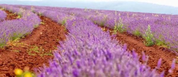 Oμάδα από την Ταϊβάν θα επισκεφθεί και φέτος την Κοζάνη για τα αρωματικά φυτά