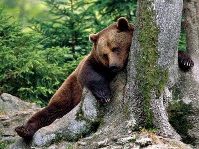 Διεθνές συνέδριο στην Καστοριά με θέμα την αρκούδα στις 6και 7 Φεβρουαρίου