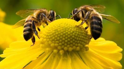 Ενημερωτική ημερίδα απευθύνεται σε ενεργούς μελισσοκόμους και σε ανέργους, που θέλουν να ασχοληθούν με την επαγγελματική μελισσοκομία