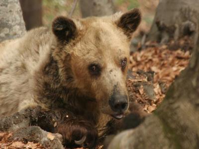Πέθανε ο Ανδρέας, ο γηραιότερος αρκούδος του κόσμου στο καταφύγιο του Νυμφαίου Φλώρινας