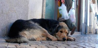 1,3 εκ € στους δήμους για τα αδέσποτα ζώα