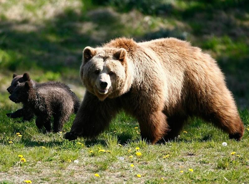 Συνάντηση για την διαχείριση πληθυσμών αρκούδας στην Καστοριά