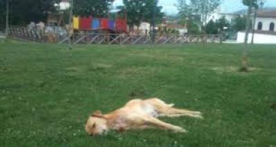 Στο πάρκο της πόλης σκύλος που εχει δηλητηριαστεί απο φολα
