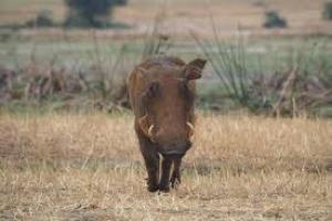 Κρούσμα Αφρικανικής Πανώλης των Χοίρων  στην Π.Ε. Φλώρινας