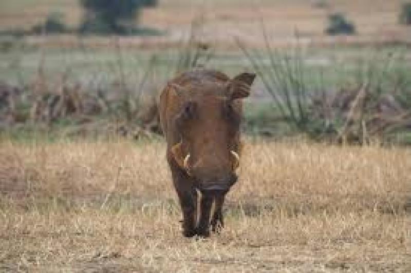 Κρούσμα Αφρικανικής Πανώλης των Χοίρων  στην Π.Ε. Φλώρινας