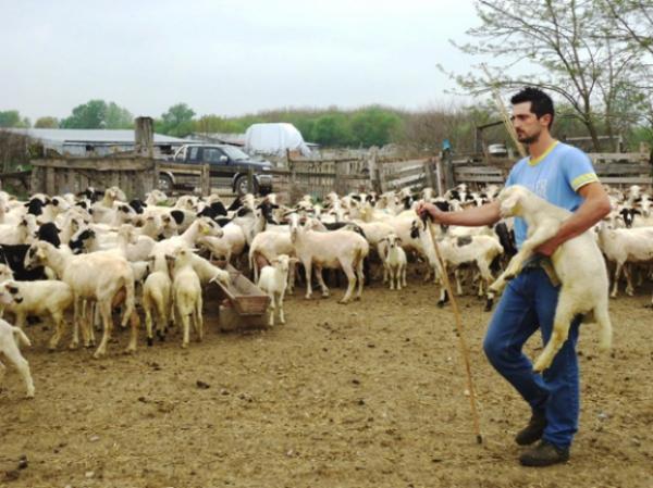 Από Δευτέρα οι κτηνοτρόφοι μπορούν να κάνουν αίτησης - δήλωση βοσκής για το 2015