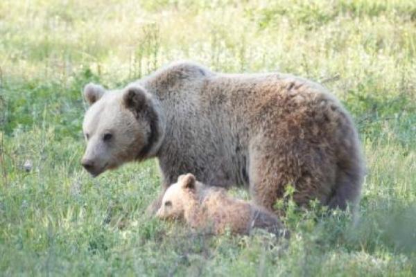 Εκδήλωση της περιβαλλοντικής οργάνωσης Καλλιστώ  για αρκούδα στο Αμύνταιο