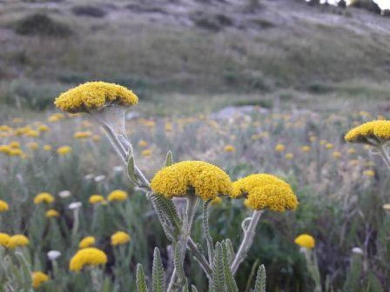 Όταν η Παραδοσιακή Ιατρική έχει αξία για τη Σύγχρονη Έρευνα | της Ελλης Λαμπρέτσα*