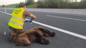 Ο αέναος «πόλεμος» ανθρώπου και αρκούδας στην ορεινή Ελλάδα.  Η έρευνα για τα περιστατικά θανάτωσης αρκούδων στην Φλώρινα
