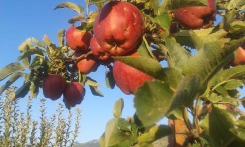 Kλιμάκιο του ΣΥΡΙΖΑ Κοζάνης στο Μεσόβουνο Αδιάθετη εξαιτίας χαμηλών τιμών η φετινή παραγωγή μήλων