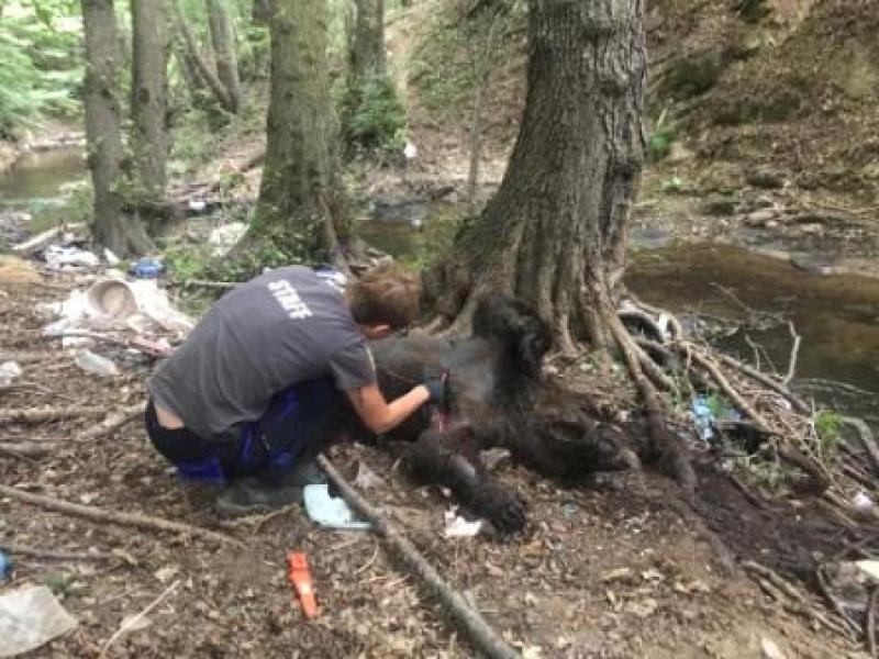 Σκότωσαν με πυροβόλο όπλο τρεις αρκούδες μέσα σε ένα μήνα στην περιοχή του Σκλήθρου Φλώρινας