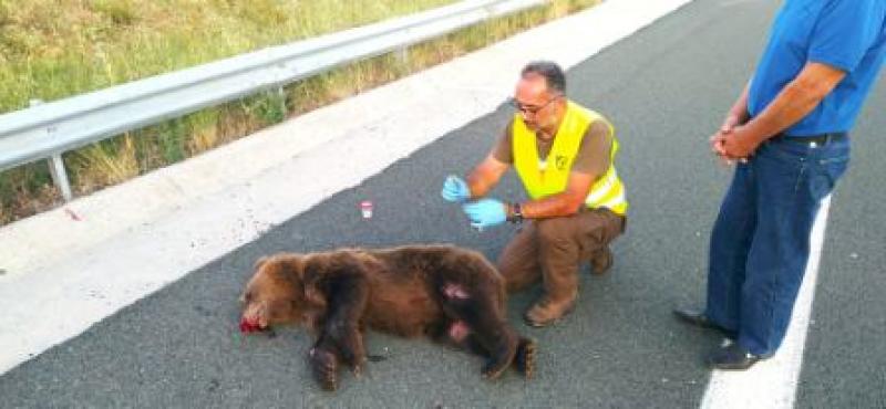 Τροχαίο ατύχημα με θύμα νεαρή αρκούδα στον κάθετο της Εγνατίας στο Καλονέρι Κοζάνης ΦΩΤΟ