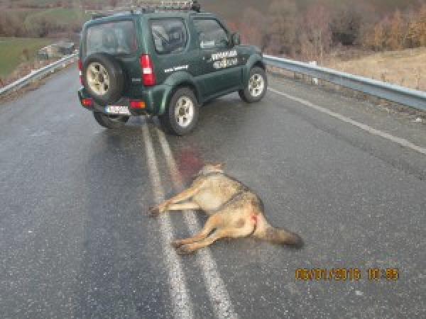 Νεκρός λύκος από τροχαίο στα Γρεβενά