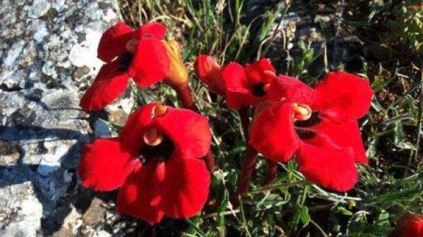 Το κόκκινο λουλούδι  της Πρέσπας