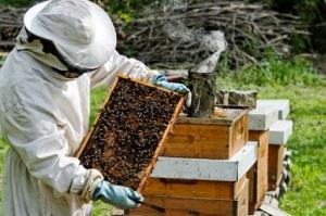 Σεμινάριο εκπαίδευσης μελισσοκόμων  2024