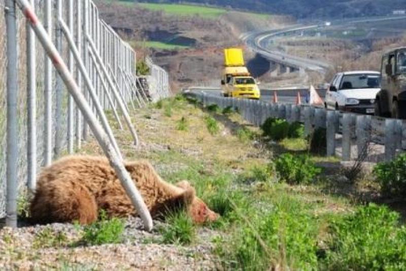 Νεκρή αρκούδα στην Εγνατία Οδό στον κόμβο Καλαμιάς Κοζάνης
