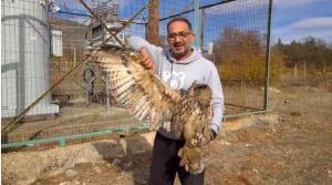 Διάσωση ενός τραυματισμένου μπούφου στις εγκαταστάσεις του ΔΕΔΔΗΕ στο Μικρόκαστρο