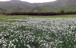 Αγκαλιά με τους Νάρκισσους στα λιβάδια των Πρεσπών