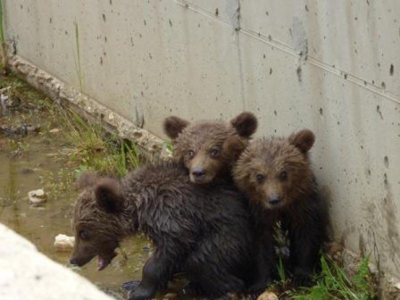 Ολα καλά για τα τρια μικρά αρκουδάκια στην Φλώρινα