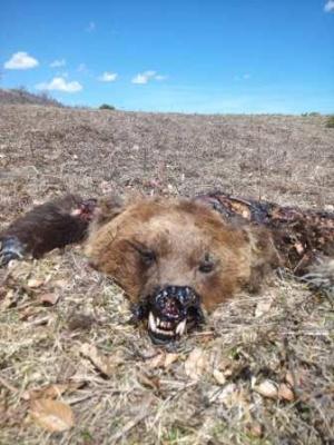 Αρκούδα νεκρή από δηλητηριασμένα δολώματα στην Αβδέλλα Γρεβενών