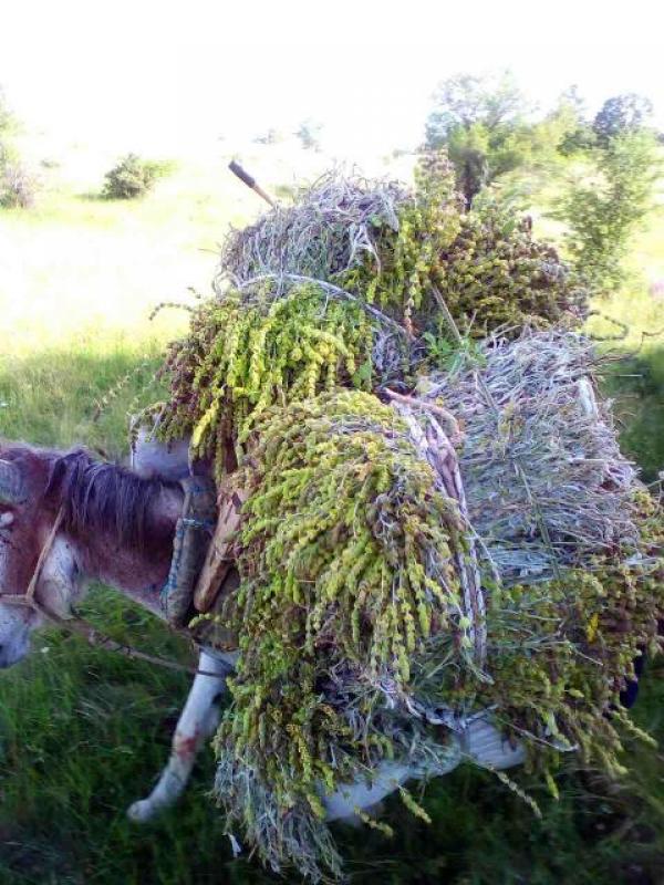 Συνελήφθησαν τρία άτομα στην  περιοχή της Φλώρινας για παράνομη συλλογή τσαγιού