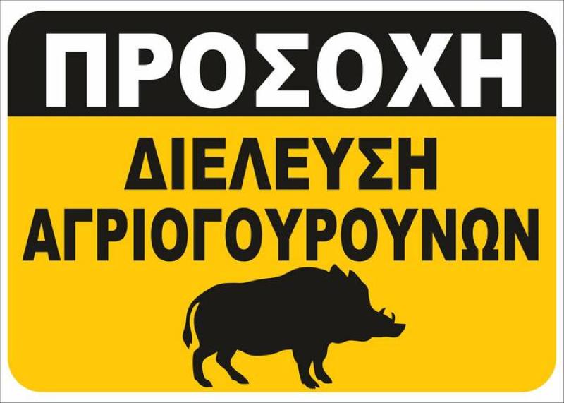 Κίνδυνος από διελεύσεις αγριογούρουνων στην περιοχή της Γαλατινής